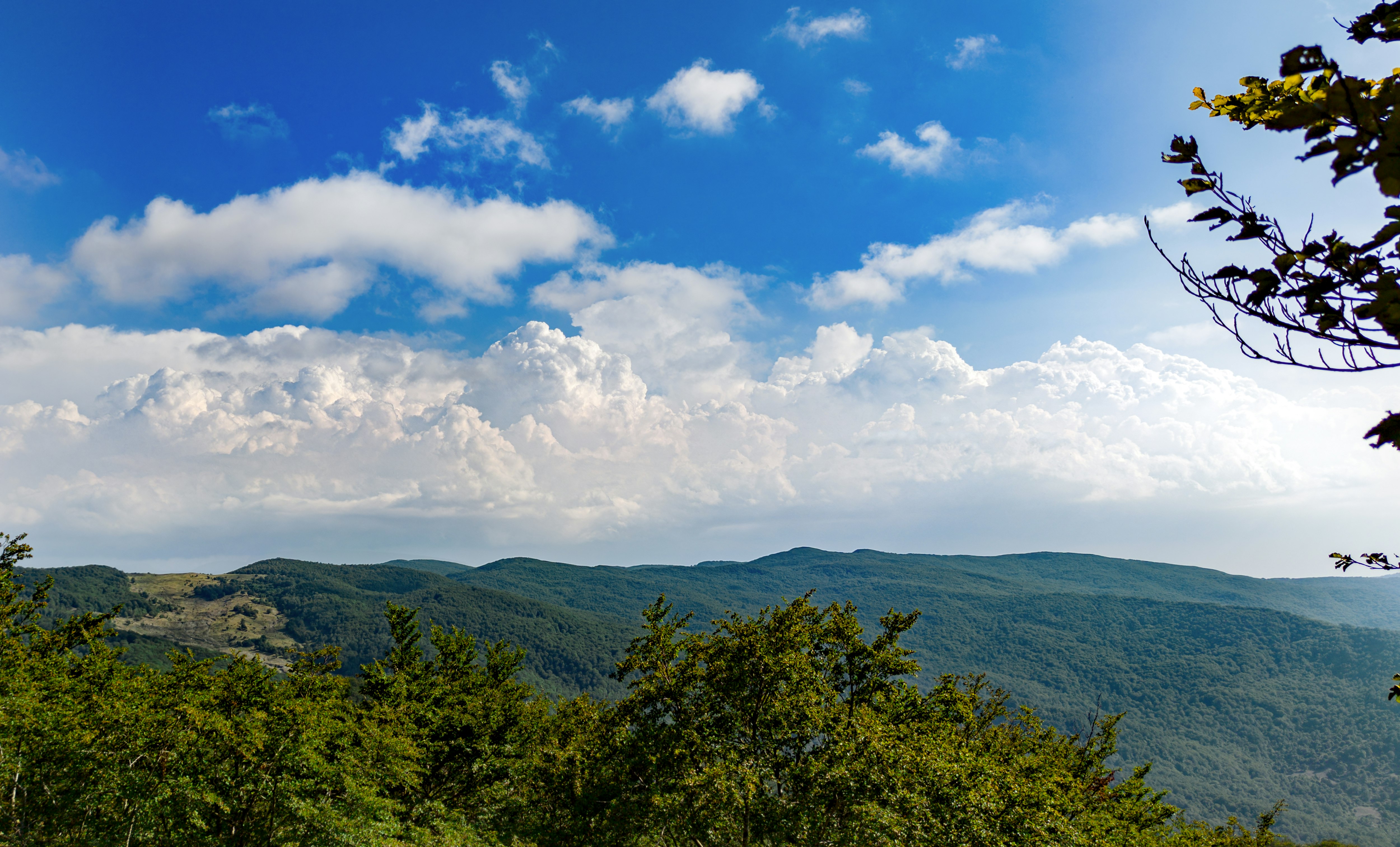 green trees under blue sky and white clouds during daytime